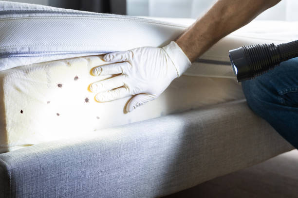 Best Termite Control Services  in Rehobeth, AL